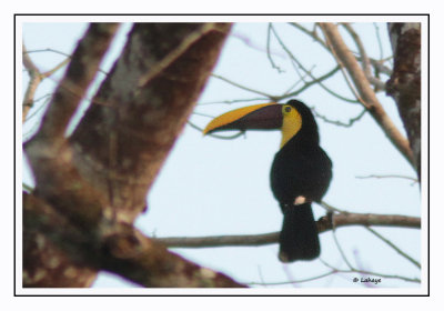 Toucan de Swainson - Ramphastos ambiguus Swainson - Chestnut-mandibled Toucan
