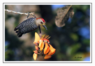 Pic à couronne rouge Male - Melanerpes rubricapillus - Red-crowned Woodpeeker
