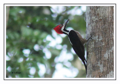 Pic de Malherbe Femelle - Campephilus melanoleucos - Crimson-crested Woodpecker