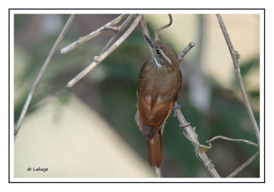 Sittine brune - Xenops minutus - Plain Xenops