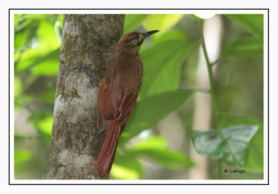 Grimpar enfumé - Dendrocincla fuliginosa - Plain-brown Woodcreeper