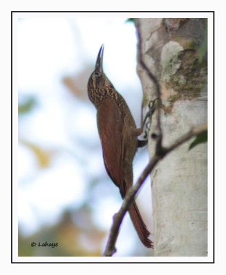 Grimpar cacao - Xiphorhynchus susurrans - Cocoa Woodcreeper