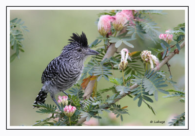 Batara Rayé -Male - Thamnophilus doliatus - Barred Antshrike