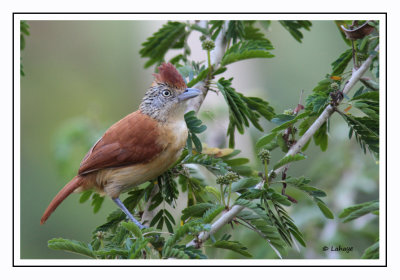 Batara Rayé -Femelle - Thamnophilus doliatus - Barred Antshrike