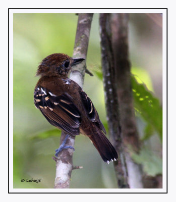 Batara à nuque noire Femelle - Thamnophiluss atrinucha - Black-crowned Antshrike