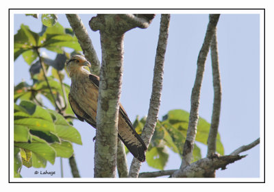 Caracara à tête jaune - Milvago chimachima - Yellow-headed Caracara