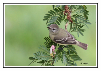 Tyranneau passegris - Camptostoma obsoletum - Southern Beardless-Tyrannulet