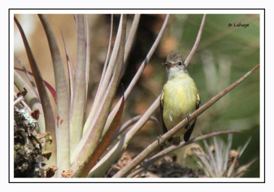 Élénie à ventre jaune - Elaenia flavogaster - Yellow-bellied Elaenia