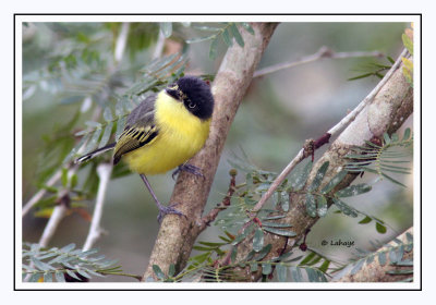 Todirostre familier - Todirostrum cinereum - Common Tody-Flycatcher