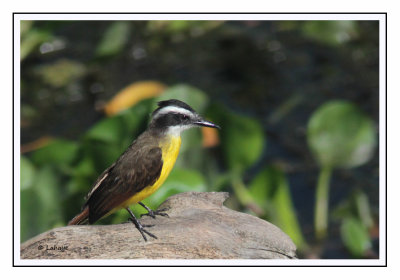 Tyran licteur - Pitangus lictor - Lesser Kiskadee