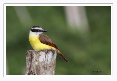 Tyran quiquivi - Pitangus sulphuratus - Great Kiskadee