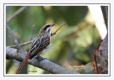 Tyran audacieux - Myiodynastes maculatus - Streaked Flycatcher