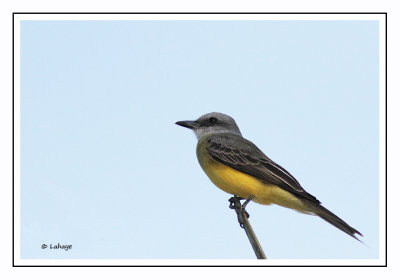 Tyran mélancolique - Tyrannus melancholicus - Tropical Kingbird