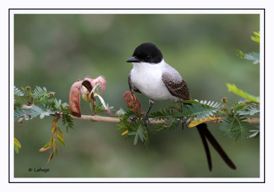 Tyran des savanes - Tyrannus savana - Fork-tailed Flycatcher