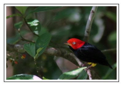 Manakin à cuisses jaunes - Ceratopipra mentalis - Red-capped Manakin