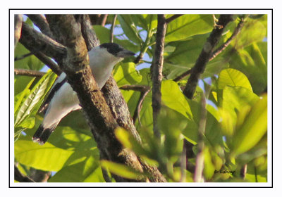 Tityre à tête noire - Tityra inquisitor - Black-crowned Tityra