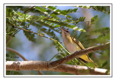 Viréo jaune-verdâtre - Vireo flavoviridis - Yellow-green Vireo