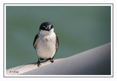Hirondelle des mangroves - Tachycineta albilinea - Mangrove Swallow