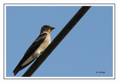Hirondelle à gorge rousse - Stelgidopteryx ruficollis - South Rough-wined Swallow