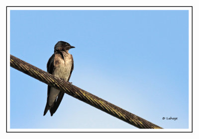 Hirondelle chalybée - Progne chalybea - Gray-breasted Martin