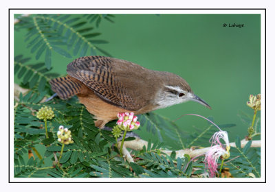 Troglodyte à face pâle - Cantorchilus leucotis - Buff-breasted Wren