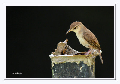 Troglodyte familier - Troglodytes aedon - House Wren