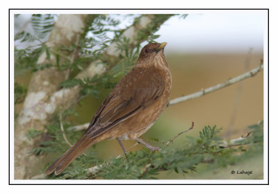 Merle fauve - Turdusgrayi - Clay-colored Thrush