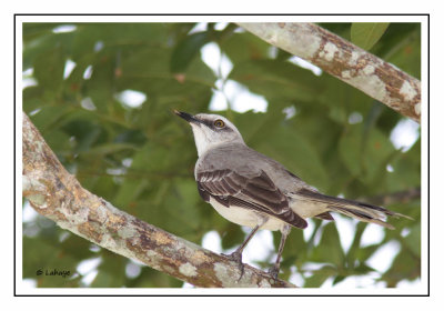 Moqueur des savanes - Mimus gilvus - Tropical Mockingbird