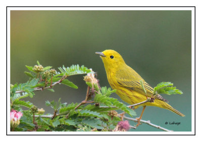 Paruline jaune - Setophaga petechia - Yellow Warbler