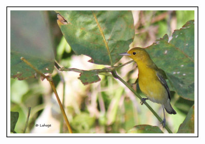 Paruline orangée - Protonotaria citrea - Prothonotary Warcler