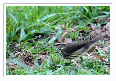 Paruline des ruisseaux - Parkesia noveboracensis - Northern Waterthrush