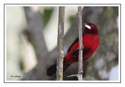 Tangara à dos rouge Male - Ramphocelus sanguinolentus - Grimson-backed Tanager