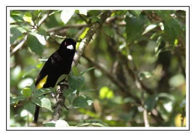 Tangara flamboyant Male - Ramphocelus flammigerus - Flame-rumped Tanager