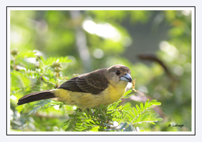 Tangara flamboyant Femelle - Ramphocelus flammigerus - Flame-rumped Tanage