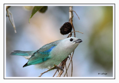 Tangara évêque - Thraupis episcopus - Blue-gray Tanager