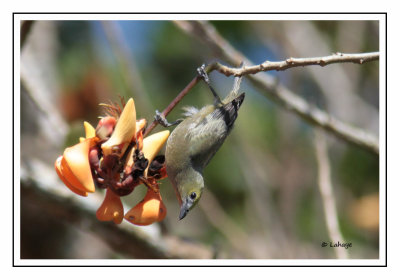 Tangara des palmiers - Thraupis palmarum - Palm Tanager