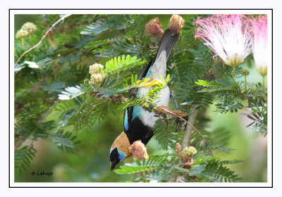 Calliste à coiffe d'or - Tangara larvata - Golden-hooded Tanager