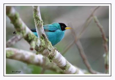 Tangara émeraude - Chlorophanes spiza - Green Honeycreeper