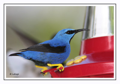 Guit-guit brillant Male - Cyanerpes lucidus - Shining Honeycreeper
