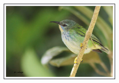 Guit-guit brillant Femelle - Cyanerpes lucidus - Shining Honeycreeper