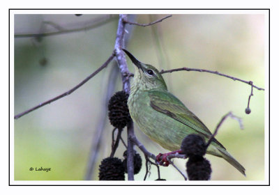 Guit-guit saï femelle - Cyanerpes cyaneus - Red-legged Honeycreeper