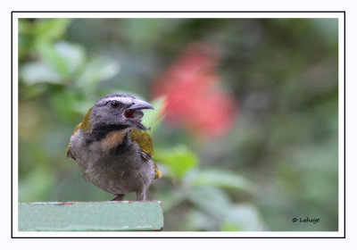 Saltator des grands-bois - Saltator maximus - Buff-throated Saltator