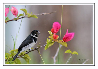 Sparophile variable Male - Sporophila corvina - Variable Seedeater