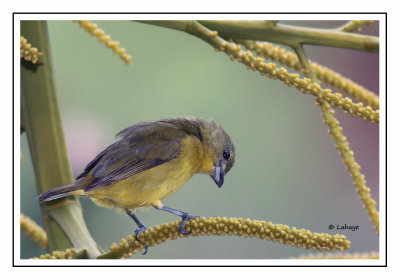 Sparophile variable Femelle - Sporophila corvina - Variable Seedeater