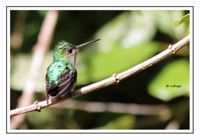 Colibri à tête violette - Klaus guimeti - Violet-headed Hummingbird