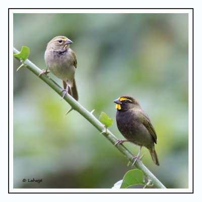 Cici grand-chanteur - Tiaris olivaceus - Yellow-faced Grassquit