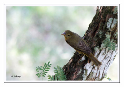 Piranga vermillon Femelle - Piranga rubra - Summer Tanager