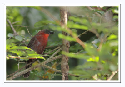 Habia à gorge rouge - Habia rubica - Red-throated Ant-Tanager