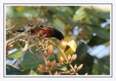 Oriole des vergers - Icterus spurius - Orchard Oriole