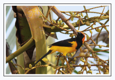 Oriole à tête d'or - Icterus auricapilus - Orange-crowned Oriole